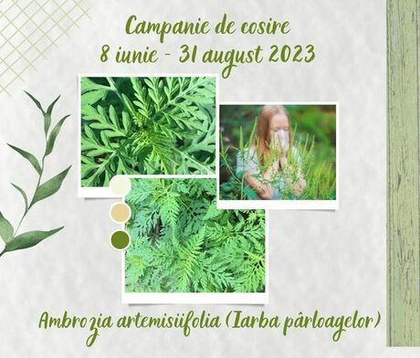 Acțiuni de cosire a buruienii Ambrozia artemisiifolia până în 31 august.